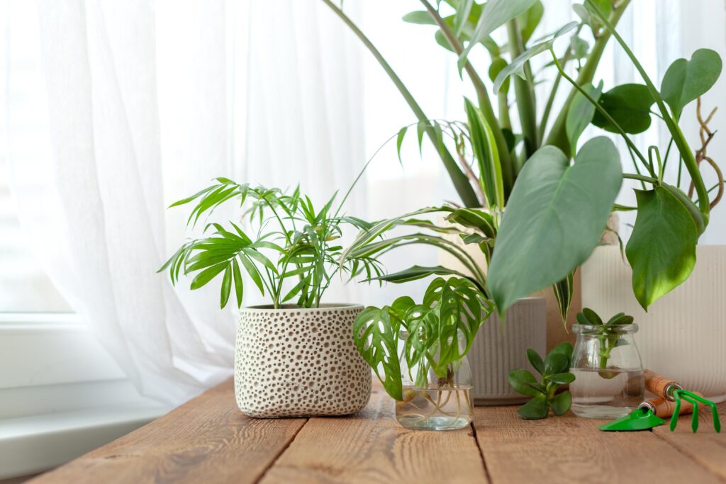 Indoor Plants That Improve Indoor Air Quality